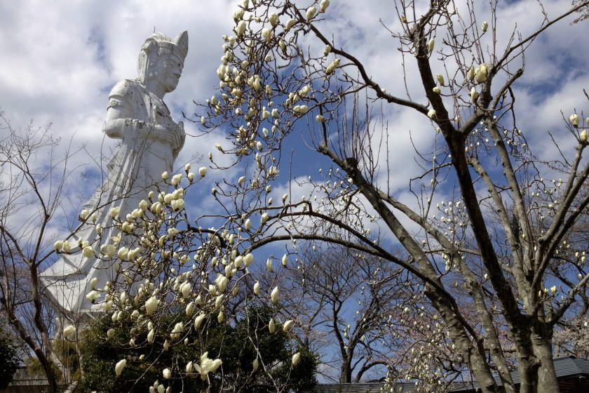 The Kannon behind some magnolia blossoms.