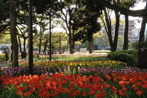 Flowers of Yokohama Park