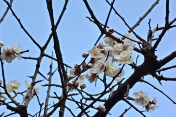 If you have a chance to visit Kamakura in February, the plum flowers in Egara-tenjin will welcome you with a nice sweet scent and their full blooming beauty.
