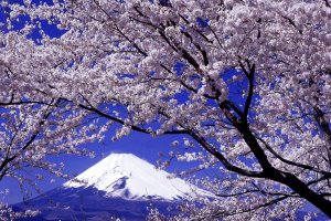 Cảnh hoa anh đào nổi tiếng trên nền núi Phú Sĩ.