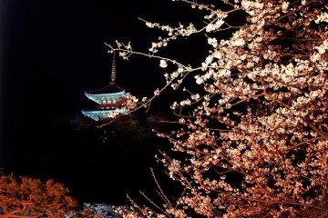 Sankeien Garden Sakura Viewing