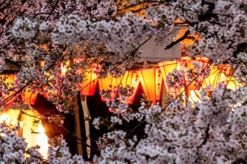 As daylight fades, the bright lanterns begin to give off an orangey glow which seems to compliment the cherry blossoms