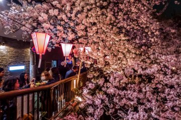 The narrow side streets allow many people to get up close to the cherry blossoms