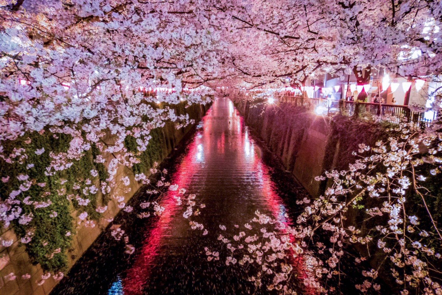 Meguro River Cherry Blossoms 2021 March April Events In Tokyo Japan Travel,Chocolate Warm Balayage Chocolate Warm Dark Brown Hair Color