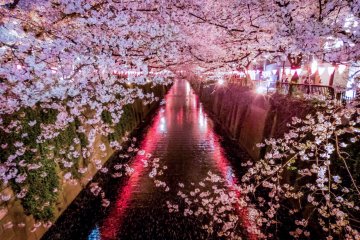 Цветение вишни на реке Мэгуро [Закрыто]