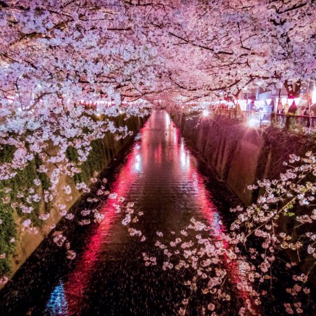 Flores de Cerejeira no Rio Meguro [Fechado]