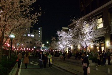 People enjoying night-viewing of the sakura