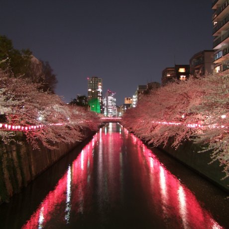 Sakura Sungai Meguro [Tutup]