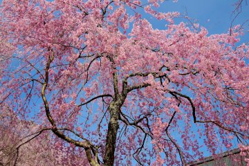 <p>When the gentle breeze sways the flowers tenderly, down come a drizzle of falling cherry blossoms</p>