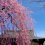 京都　天龍寺の春
