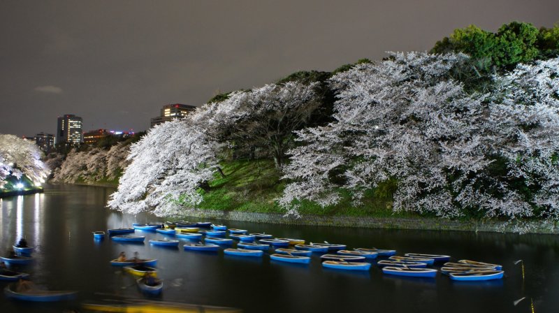 도쿄의 치도리가후치 부근의 절정에서 벚꽃이 핀다. 만약 당신이 시간과 친구가 있다면, 노 젓는 보트를 타고 물속에서 꽃을 즐기세요