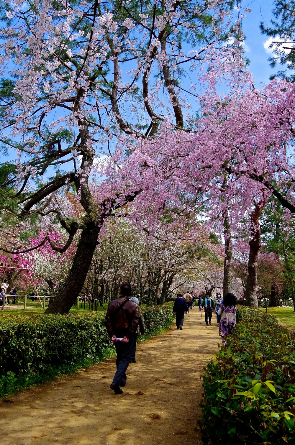 Pleasant path and cherry blossoms