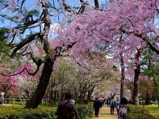 桜の花の小道