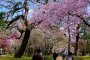 Vườn Kyoto Gyoen vào mùa xuân
