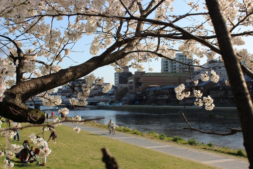 You can enjoy the beautiful afternoon sunshine along the bank of the Kamogawa River near Nijo Oohashi Bridge