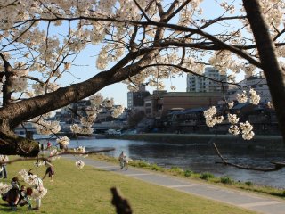 You can enjoy the beautiful afternoon sunshine along the bank of the Kamogawa River near Nijo Oohashi Bridge