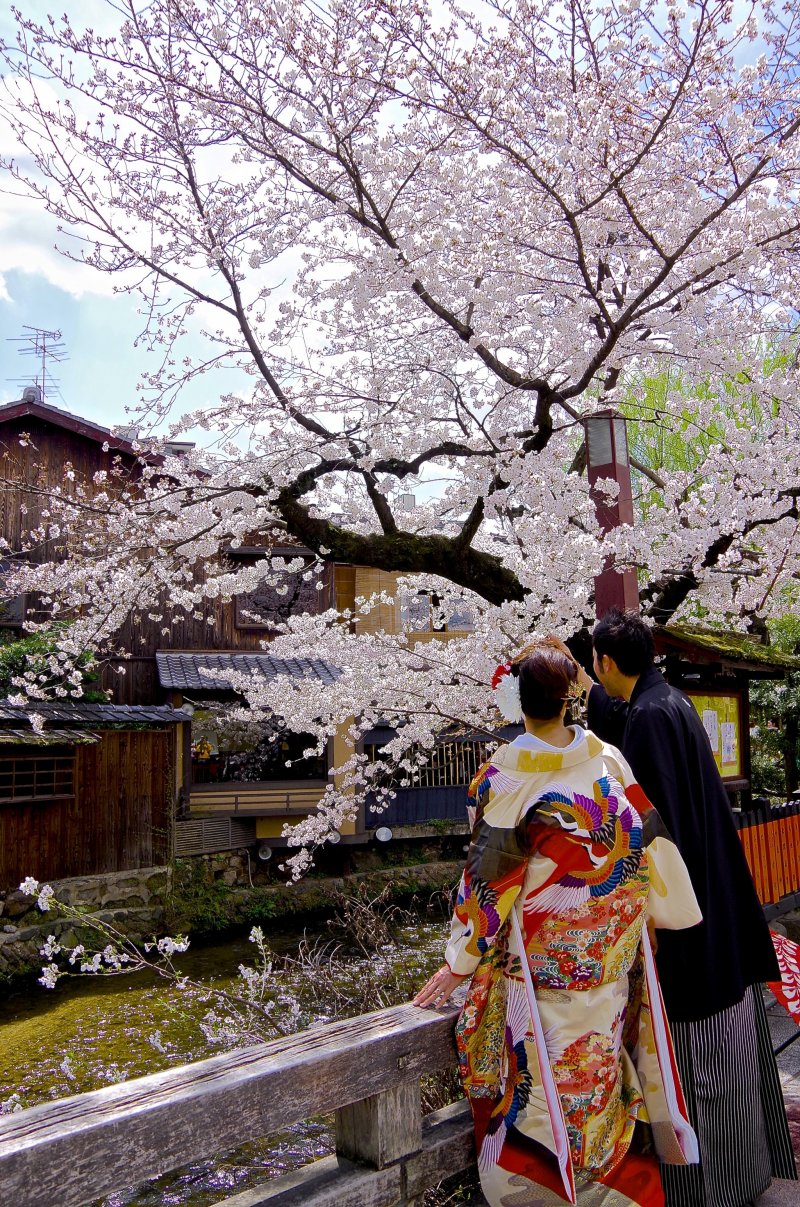  벚꽃 아래 기모노의 결혼 커플
