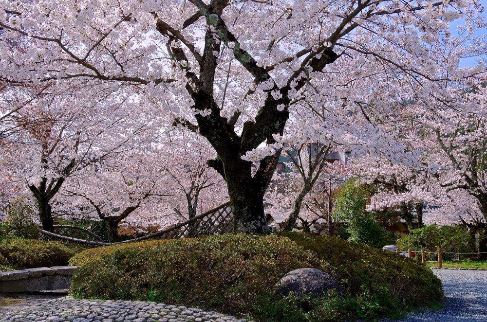 Công viên Kameyama-Koen là một công viên tuyệt đẹp trên đỉnh đồi nằm ở cuối rừng tre Arashiyama. 