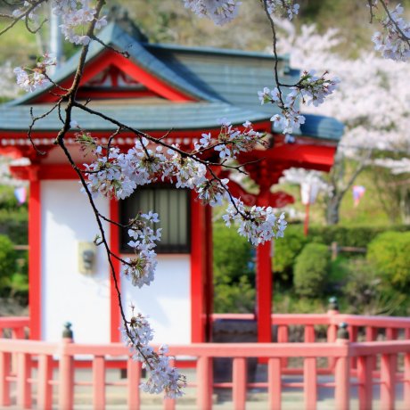 Cherry Blossoms: Mobara Park, Chiba