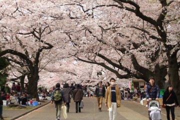 Sakura at Midorigaoka Cemetery 