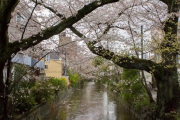 <p>Cherry blossoms along the Takase River (高瀬川) along Kiyamachi dori in Shimogyō-ku, Kyoto</p>