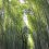 A Floresta de Bambu de Arashiyama
