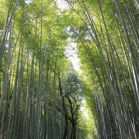 Бамбуковый лес в Арасияме