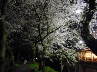 夜間ライトアップは21時30分に終了するが、灯りが消えた後も桜は果てしなく美しい