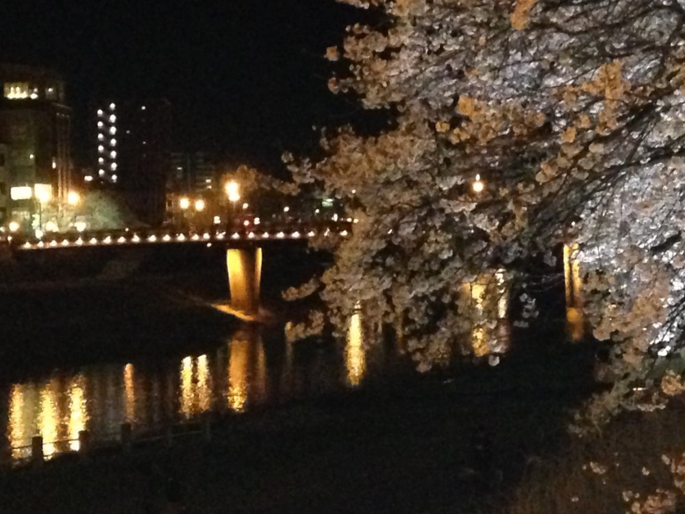 Night-time view of Sakura bridge and cherry tree in full bloom