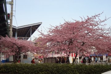 And there are actually a few Kawazu-zakura in front of the station entrance. Here, some people sit on chairs enjoying the lovely flowers with their companions.