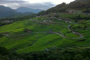 Thousands of rice paddies of all shapes and sizes are carved into the hillside.