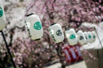 <p>Lanterns are a popular decoration wherever cherry blossoms are found.</p>