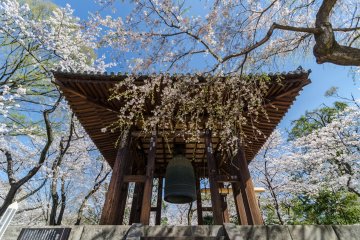 <p>Even Daibonsho (the Big Bell) is surrounded by blossoms! This bell was completed in 1673, making it not only a work of art but an artifact of history.</p>