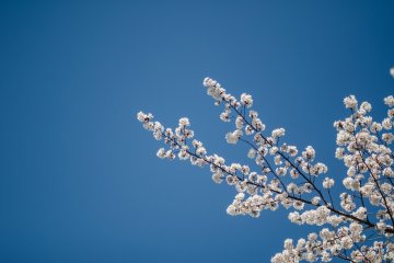 <p>There is nothing quite as lovely as enjoying the beauty of the sakura against the backdrop of a blue sky.</p>