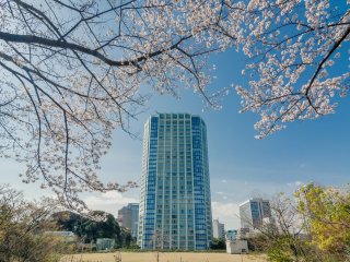 東京で、そして芝公園では間違いなく最高のホテルの一つ、ザ・プリンス・パークタワー東京。桜の木陰で佇むその姿はいつになく美しい