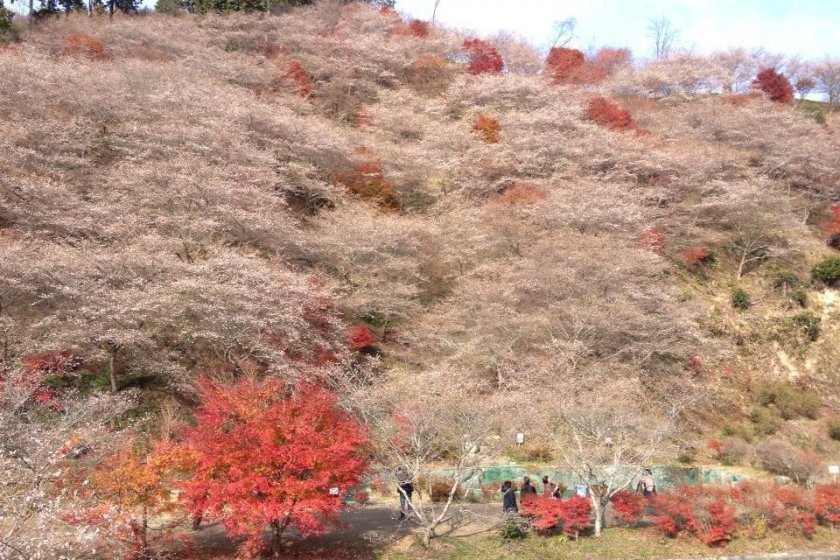 Senmi Shikizakura no Sato ภูเขาซากุระและใบไม้แดง