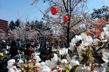 센다이 니시공원의 벚꽃(仙台西公園)