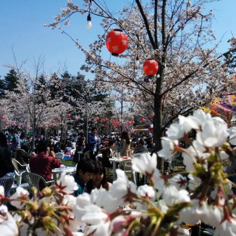 仙台西公園の桜