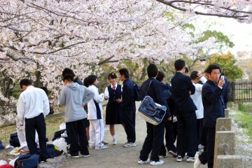 <p>Students take time to enjoy the blossoms</p>
