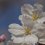 أزهار الكرز في أطلال قصر فوكووكا [مغلق]