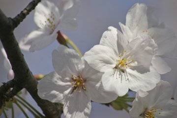 Acercamiento de una flor de sakura