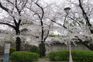 Bunga Sakura di Kastil Osaka