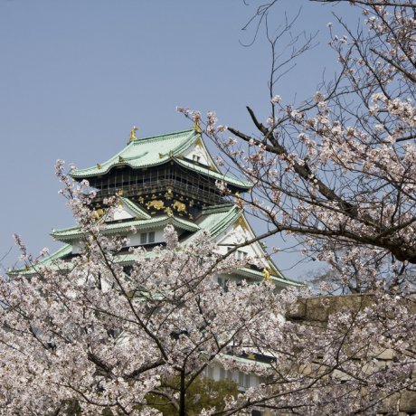 Bunga Sakura di Kastil Osaka