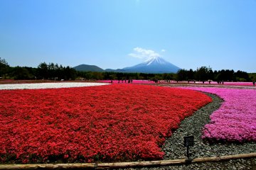 <p>ชิบะซากุระหลากหลายพันธ์ุ มีทั้งสีแดง สีชมพูและสีขาว&nbsp;</p>
