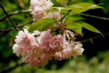 <p>ยาเอซากุระ （八重桜）ซากุระที่มีมากกว่า 5 กลีบ (ภาพถ่ายด้วยกล้องฟิล์ม)</p>