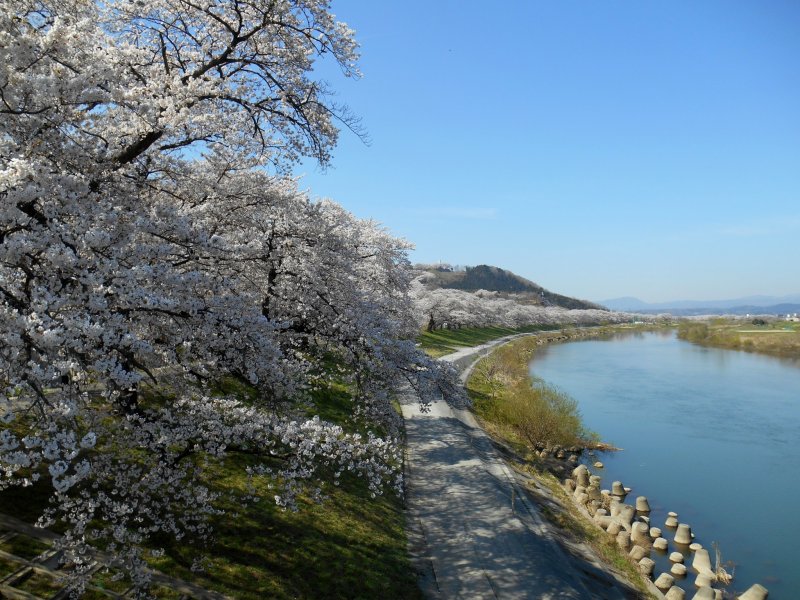 <p>An endless line of 1000 cherry trees and the beautiful Shiroishi River</p>