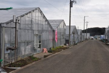 The Greenhouses