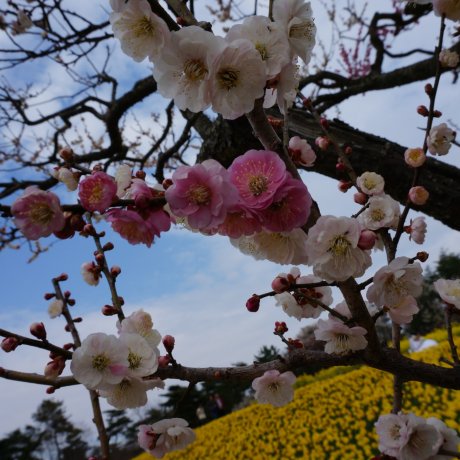 Công viên bên bờ biển Hitachi: Vườn hoa thủy tiên