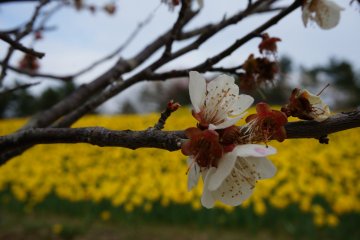 <p>This red and white sakura&nbsp;looks strong yet vulnerable, especially with the narcissus field as a background</p>