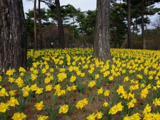 Hundreds of narcissuses surrounding the large tree trunks is somehow a soothing sight